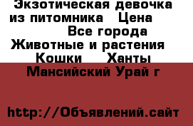 Экзотическая девочка из питомника › Цена ­ 25 000 - Все города Животные и растения » Кошки   . Ханты-Мансийский,Урай г.